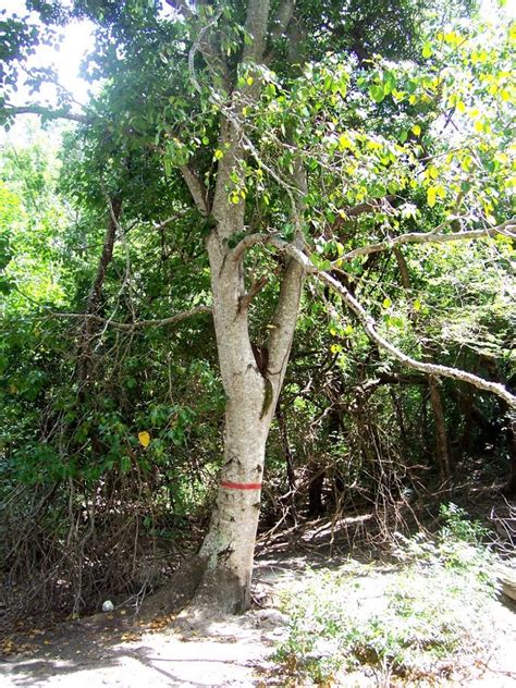 Manchineel Tree Facts: Science Behind The World's Most Dangerous Tree