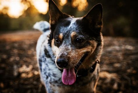 Blue Heeler Training: How to Make it Easier | PetvBlog