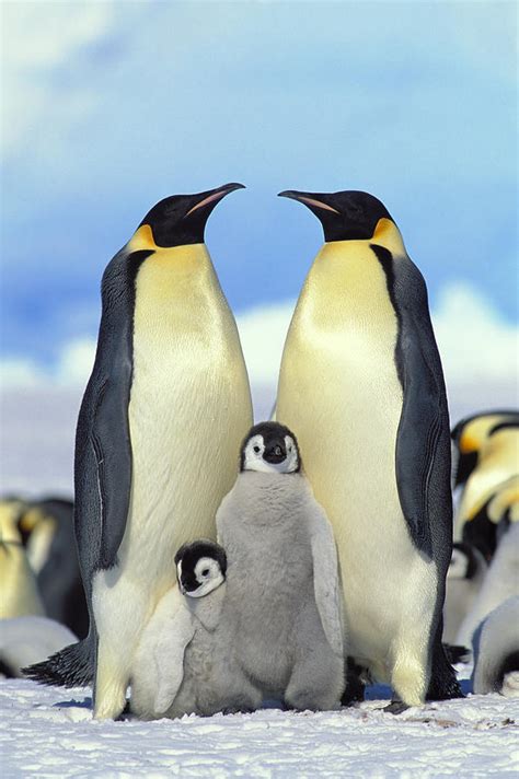 Emperor Penguin Aptenodytes Forsteri Photograph by Konrad Wothe - Fine Art America