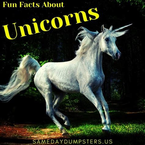 Fun Facts About Unicorns! | Same Day Dumpsters Rental