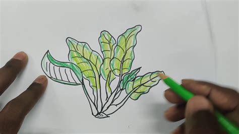 How to draw spinach (Step by step drawing lessons for kids | Draw Types of Vegetables) - YouTube