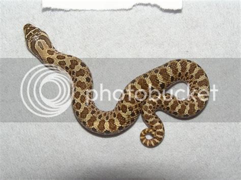 W Midlands - CB10 baby Hognose snakes for sale | Reptile Forums