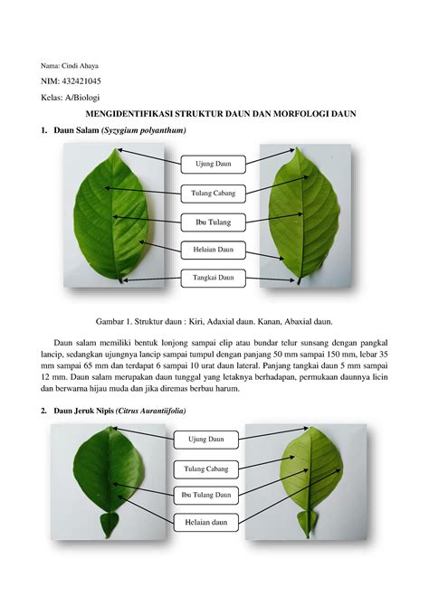 20 Macam DAUN spt-dikonversi - Nama: Cindi Ahaya NIM: 432421045 Kelas ...