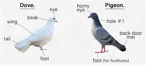 What's the difference between Doves & Pigeons ? | Pigeon, Dove pigeon, Pigeon information