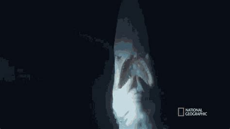 Goblin Shark National Geographic GIF - Goblin Shark National Geographic Bite - Descobrir e ...