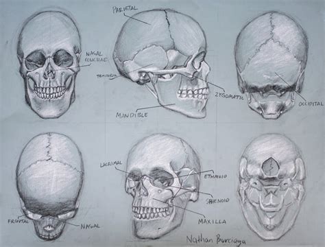 ArtStation - Skull Study, 6 Angles