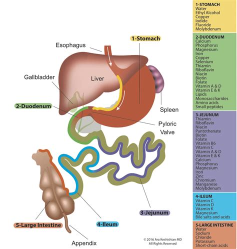 Small Intestine - DSSurgery