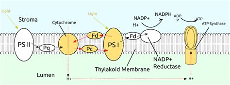 Cyclic photophosphorylation and non Cyclic photophosphorylation