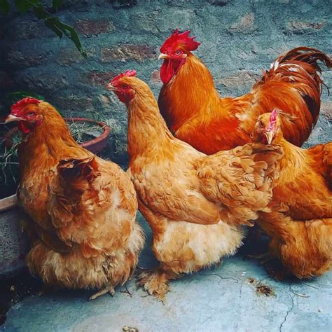 Top 8 Free-Range Chicken Breeds (with Pictures)