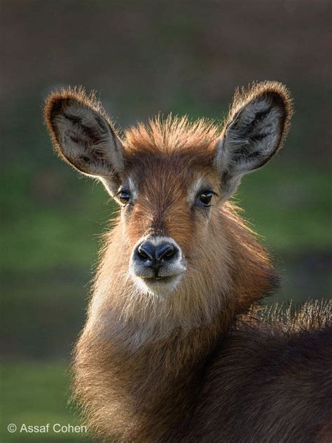 young waterbuck by Assaf Cohen - Photo 279641253 / 500px | Animals wild ...