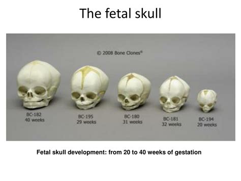 Internal Structure Of The Fetal Skull