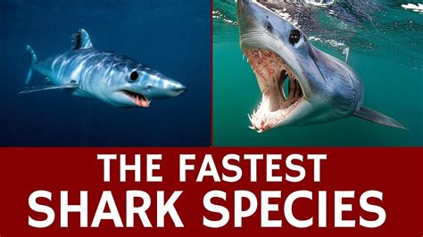 Fastest Shark Species (Shortfin Mako) – Animal Facts for Kids - YouTube