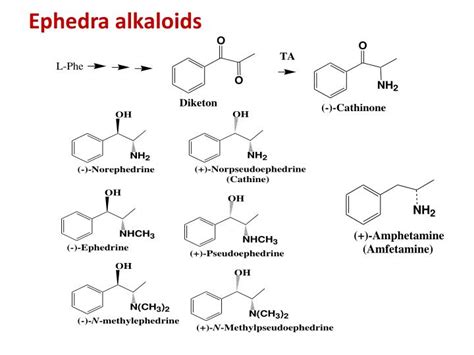 PPT - Alkaloids 1 PowerPoint Presentation - ID:4106586