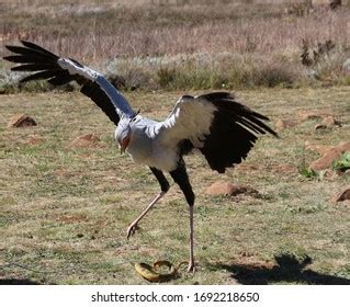 326 Secretary Bird Snake Images, Stock Photos, 3D objects, & Vectors ...