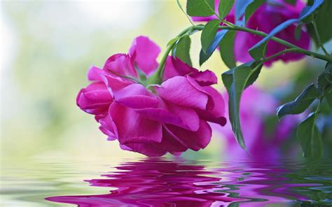 Download Nature Rose Wallpaper