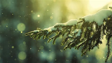 🔥 [40+] Christmas Tree Snow Wallpapers | WallpaperSafari