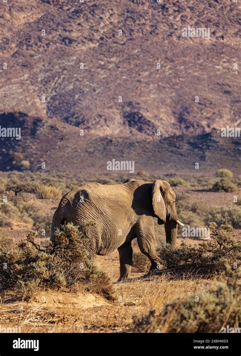 Mali wildlife hi-res stock photography and images - Alamy