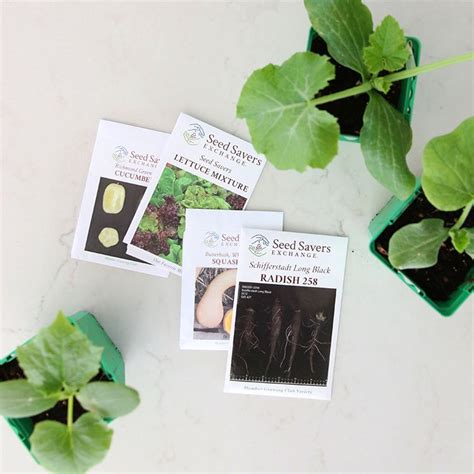 Where To Buy Organic Seeds Online - Honestly Modern