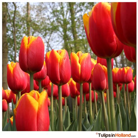 Tall red and yellow tulips - Tulips in Holland