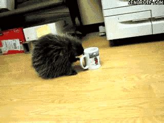 coffee funny gif | WiffleGif