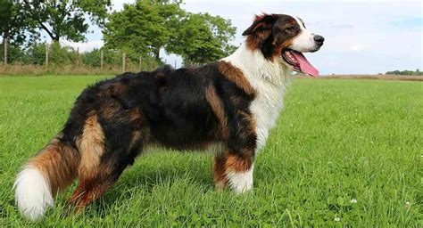 St Bernard Mix Breeds - Different Hybrids of this Big Beautiful Dog