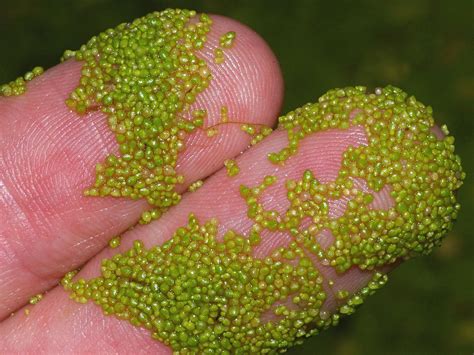 Wolffia (Duckweed, Watermeal, Water Meal) | North Carolina Extension Gardener Plant Toolbox