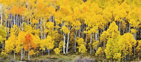 Pando, nello Utah, è un bosco di 40000 alberi che in realtà è un unico organismo | Verhalen