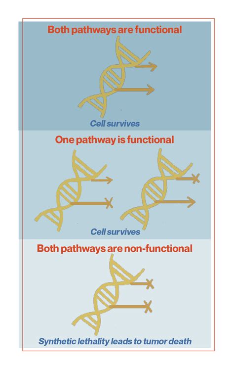 Fighting Platinum-resistant Ovarian Cancer – SQ Online