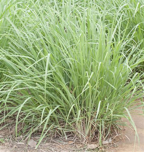 How to Grow Lemongrass from Seed – West Coast Seeds