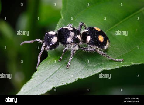 Mutillidae family hi-res stock photography and images - Alamy