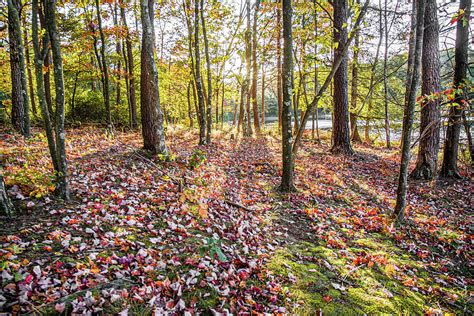 Sunny Forest Photograph by Dathan Hylton - Fine Art America