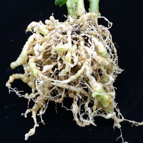 Flickriver: Plant pests and diseases's photos tagged with nematodes