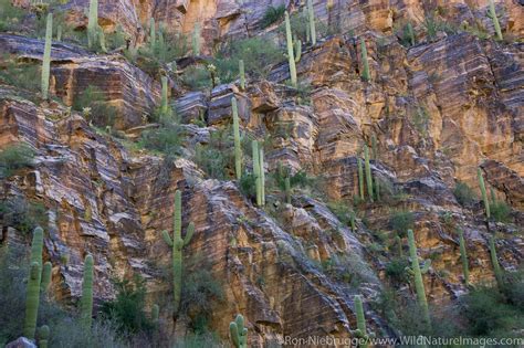 Sabino Canyon Recreation Area | Photos by Ron Niebrugge