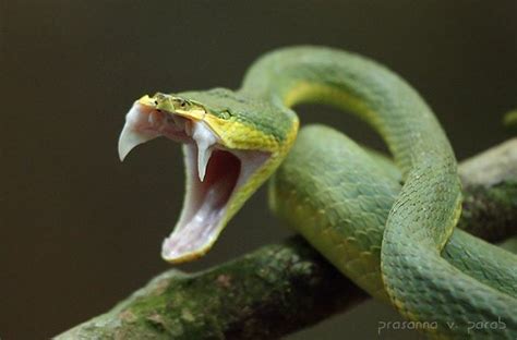 A Mouth Gaping Viper - Observation of the Week, 1/13/19 · iNaturalist