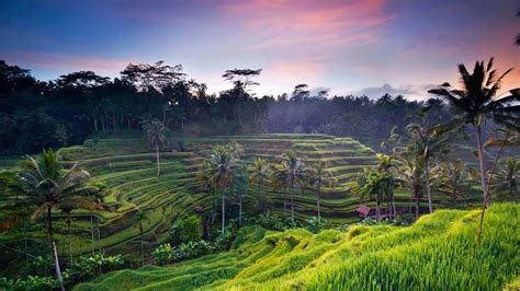 Ubud Tour - Amazing One Day Trip Explore Ubud