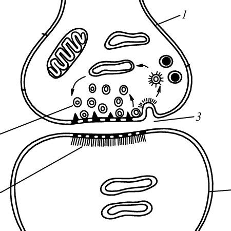 Sketch of a chemical synapse: 1 Ð presynaptic membrane, 2 Ð... | Download Scientific Diagram