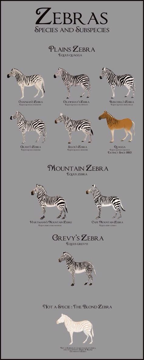 Zebra Species and Subspecies