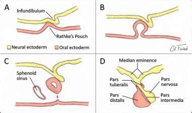 Pituitary Gland Anatomy: Overview, Gross Anatomy, Microscopic Anatomy