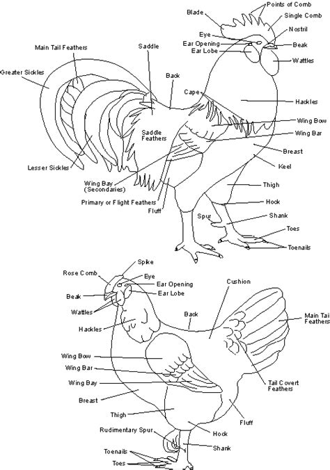 Image detail for -diagram chart layout site chicken cuts diagram site ...