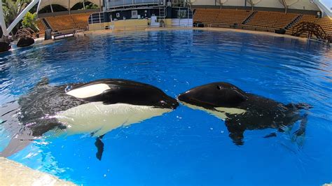 Orca Dame Morgan Mit Kalb Ula Foto Loro Parque - GRD