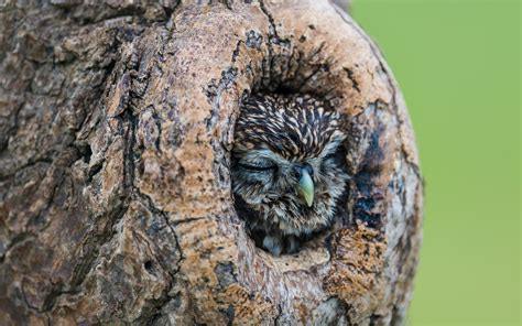 nature, Animals, Birds, Owl, Trees, Wood, Sleeping, Depth Of Field ...