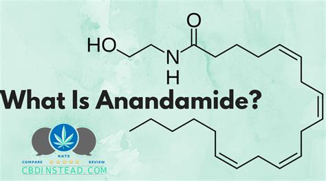 What Is Anandamide? – CBD Instead