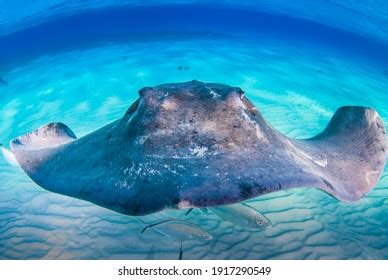 Southern Stingray Their Natural Habitat Warm Stock Photo 1917290549 ...