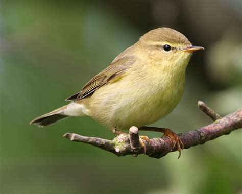 Birding with Flowers: Next Term, 7: Willow Warbler