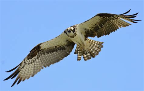 Seahawk Bird HD Wallpaper | Animals Wallpapers | Bird wallpaper, Bird, Osprey