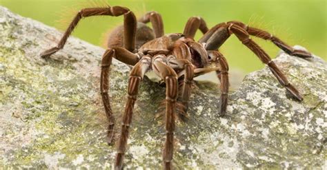 Are Tarantulas Poisonous or Dangerous? - A-Z Animals