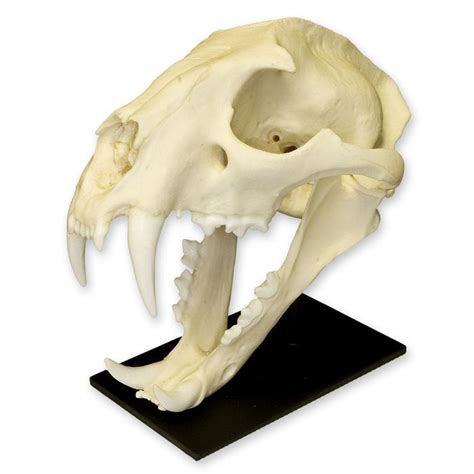 Replica Clouded Leopard Skull — Skulls Unlimited International, Inc.