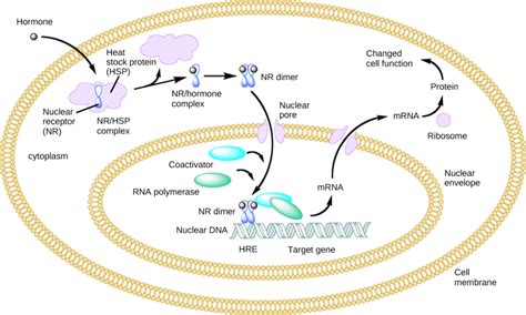 Intracellular Hormone Receptors | Biology for Majors II