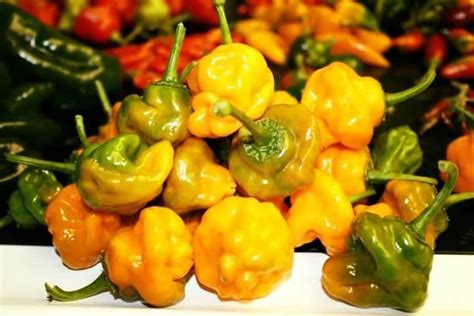 How to Use Scotch Bonnet Peppers for Jamaican Recipes | Sandals Blog