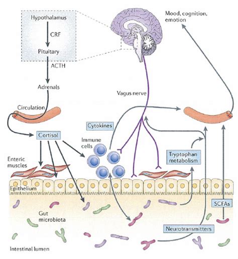 Mind-Altering Microbes: How your gut microbiome may influence your mood